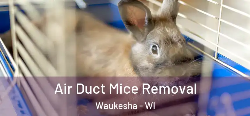 Air Duct Mice Removal Waukesha - WI